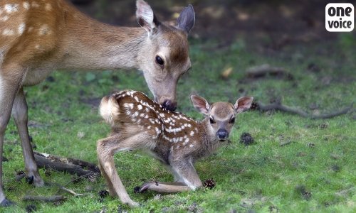 Pour une réforme radicale de la chasse