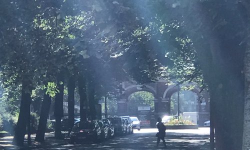 Contre l'abattage d'arbres sains Bd de Douai à Roubaix