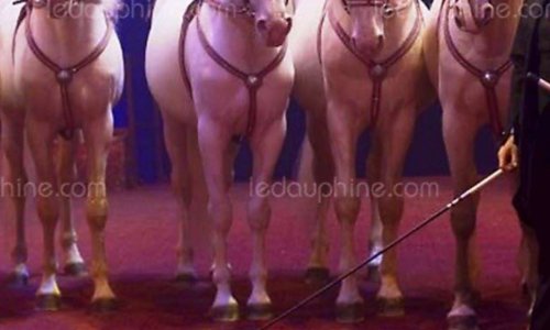 Protecgons notre cirque cirque arlette Gruss avec nos animaux tigres chameaux chevaux lions