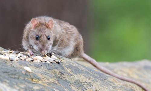 Halte aux rats à Clichy la garenne !
