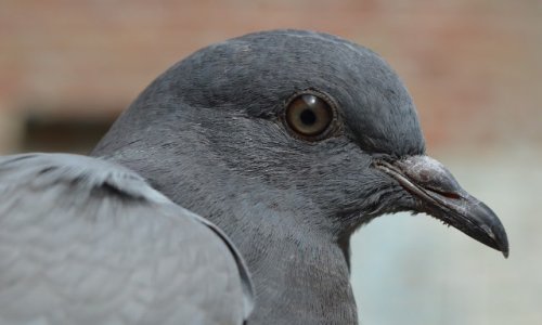Contre le tir au vol avec appelants