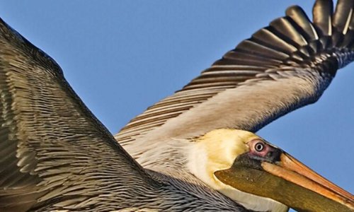 Protégeons les océans pour notre belle planète