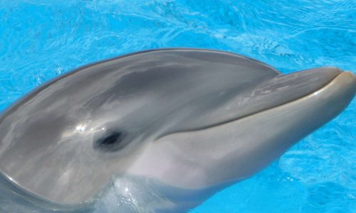 Protégeons nos delphinariums contre les anti captivité