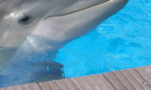 Protégeons nos delphinariums contre les anti captivité
