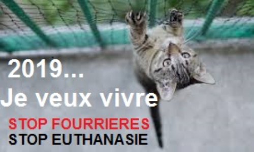 STOP à L EUTHANASIE DES ANIMAUX ERRANTS Arrêtons le MASSACRE!!!   Abus/Non respect des protocoles, des conventions et des lois.