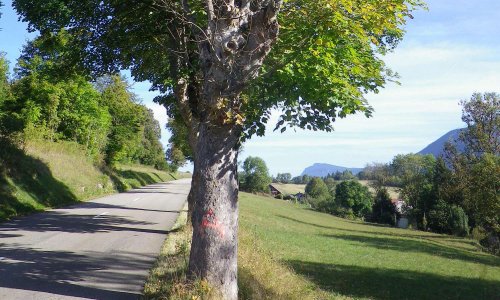 Pour la sauvegarde des arbres des routes du Vercors