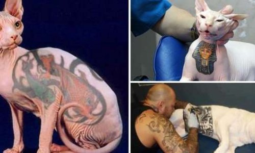 Stop aux tatouages des chats et des chiens