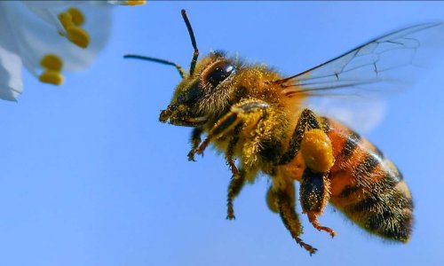 Sauvons les abeilles contre les pesticides