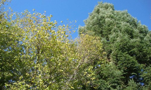 Demandons au Pr&eacute;sident, Monsieur Macron, la protection des citoyens et l&rsquo;&eacute;radication de la chasse, comme esp&egrave;ce nuisible et incontr&ocirc;l&eacute;e.