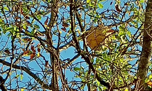 Indemnisation des frais de destruction des nids de frelons asiatiques