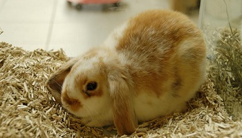 Stop à la vente des lapins non seuvrés en animalerie !