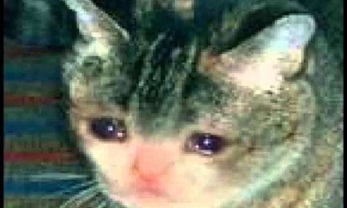 Le droit à l'image en discussion