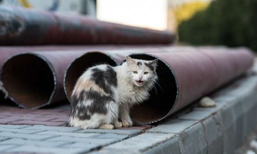 Chats "volatilisés" et demande de stérilisation de la dernière minette vivante