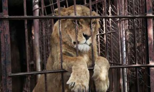 Évacuer les derniers animaux en cage du zoo privé - Evacuate last caged animals from private ZOO