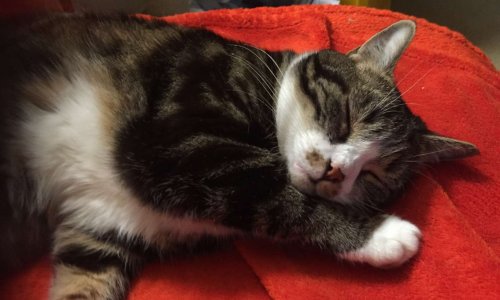 Stop Vente  Fourrures  et Accessoires import&eacute;s