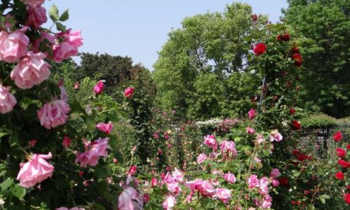 Pétition : La Roseraie de l'Haÿ-les-Roses en danger !