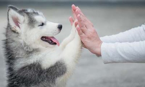 Un Joyeux Noël pour tous les Animaux