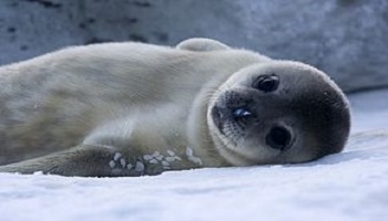 Halte au massacre des phoques au Canada