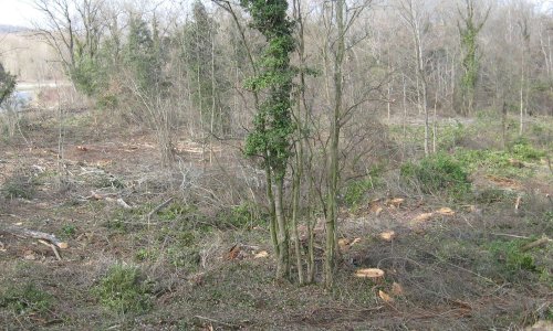 HALTE À LA DESTRUCTION SYSTÉMATIQUE DE NOS FORÊTS ALLUVIALES