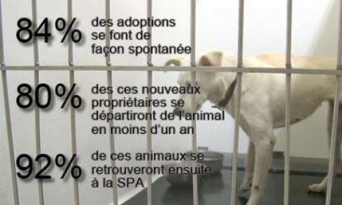 Stopper les groupes facebook de dons et ventes d'animaux hors-la-loi