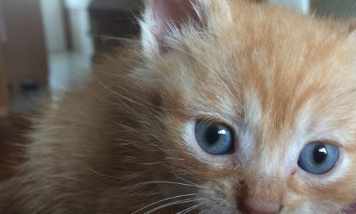 Non aux dons d'animaux sur Leboncoin !