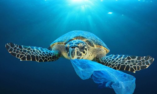 Pour une interdiction en 2020 des produits en plastiques à usage unique