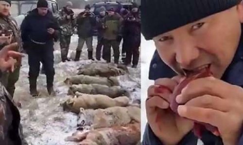 Protestation contre l'abattage sauvage d'une meute de loups au Kazakhstan