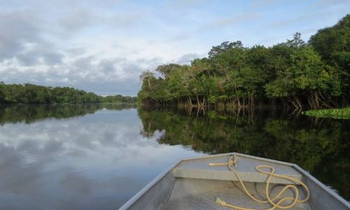 Terreur au Brésil et dans l'Amazonie : la forêt se meurt ! Appel au boycott de tous les produits brésiliens