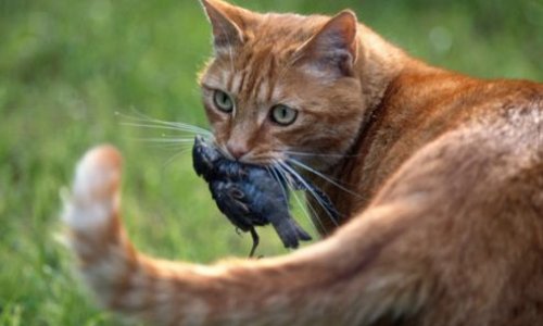 Eliminer le fl&eacute;au des chats sur la biodiversit&eacute; (notamment des oiseaux)