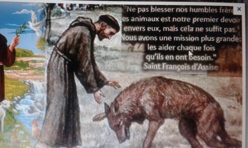 STOP AUX EXPERIENCES EN LABORATOIRE FAITES SUR LES ANIMAUX