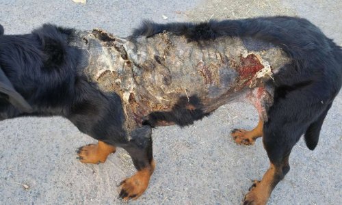 Vienne : une chienne attaquée à l'acide