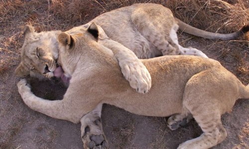 Mettons un terme à l'élevage de lions destinés à la chasse en Afrique du Sud et à l'exportation de trophées !