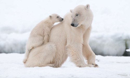 Contre la chasse aux ours polaires
