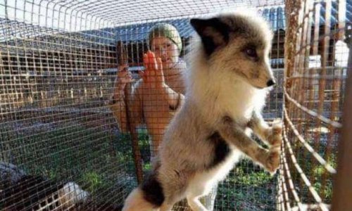 Sauver des animaux qui sont en grande souffrance à cause des fourrures !