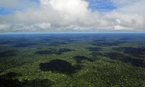 Sauvons les poumons de la terre