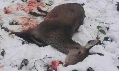 Sanction exemplaire pour le(s) chasseur(s) ayant assassiné une biche devant l'école Jean Moulin de Saint-Gobain (Aisne)