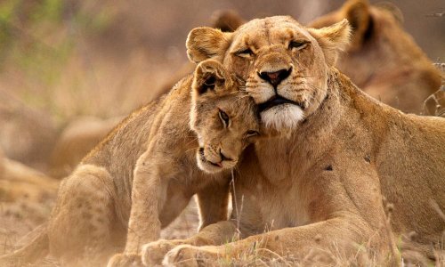 Pour la sauvegarde des lions d'Afrique !