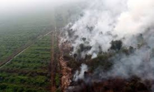 KNORR : Stop huile de palme