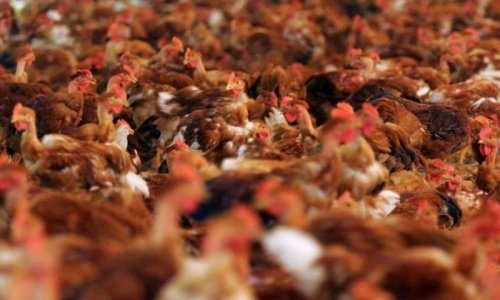 OFFEKERQUE : Non à l'élevage industriel de 40 000 poulets.