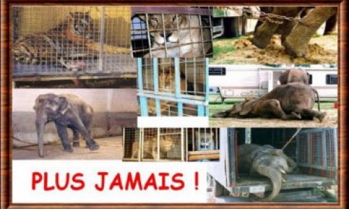 Pour l'interdiction d'animaux dans le Cirque de Venise !
