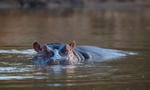 Pour la protection des hippopotames