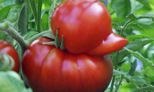 Make tomato vegetable again