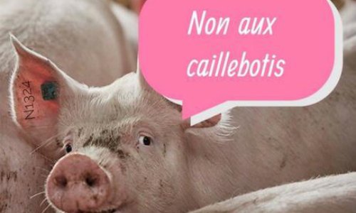 NON à l'élevage intensif de porcs à la ferme du Rouvel de Neuville 63160