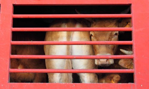 Stop aux exportations d'animaux vivants de Ramsgate à Calais