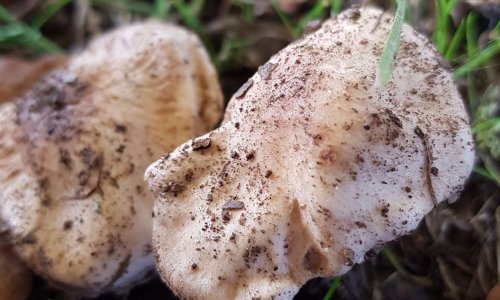 Suppression des petitions realisees a partir de support frauduleux