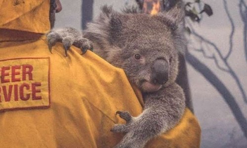 Les koalas sont menacés ! Assurons leur protection !