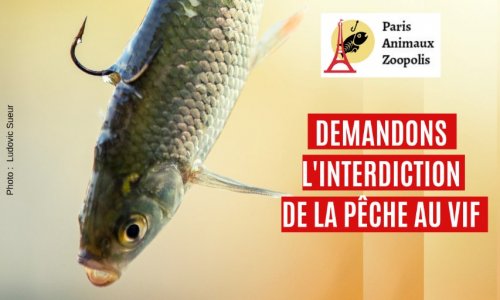 Pétition : Interdiction de la pêche au vif
