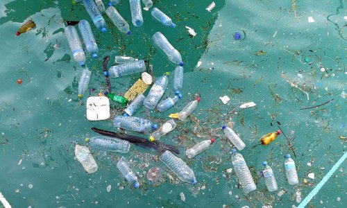 Protégeons les océans et leurs mammifères marins : STOP au plastique !