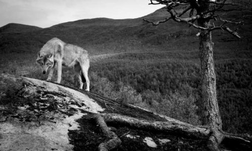 Pétition : Stop ! A l'abattage des loups