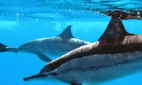 Stop au massacre des dauphins !